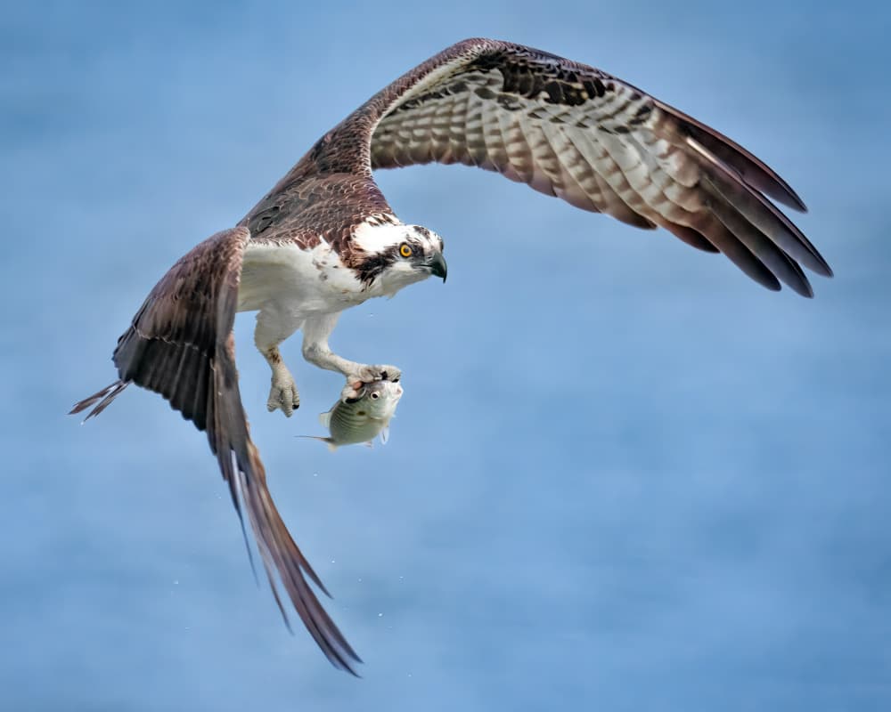 Flying Osprey With Fish by Hanping Xiao — canvas wall art