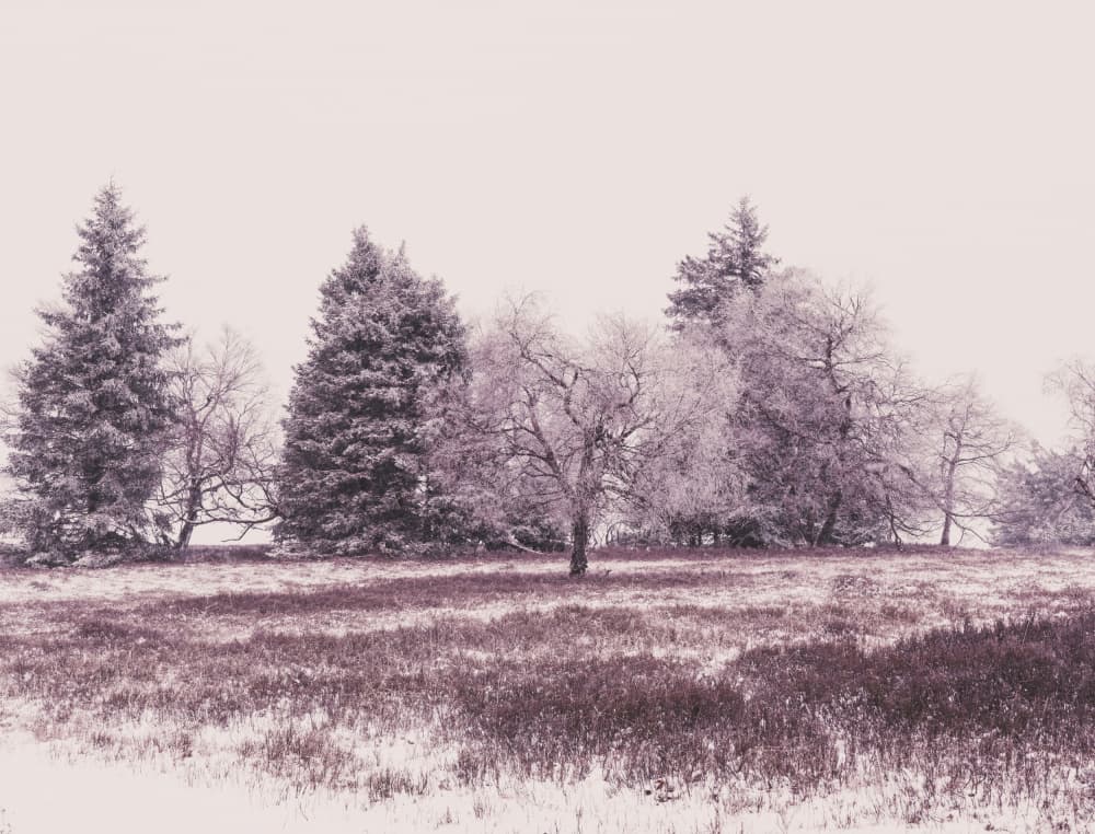 Frosted Winter Landscape by Bilge Paksoylu — canvas wall art