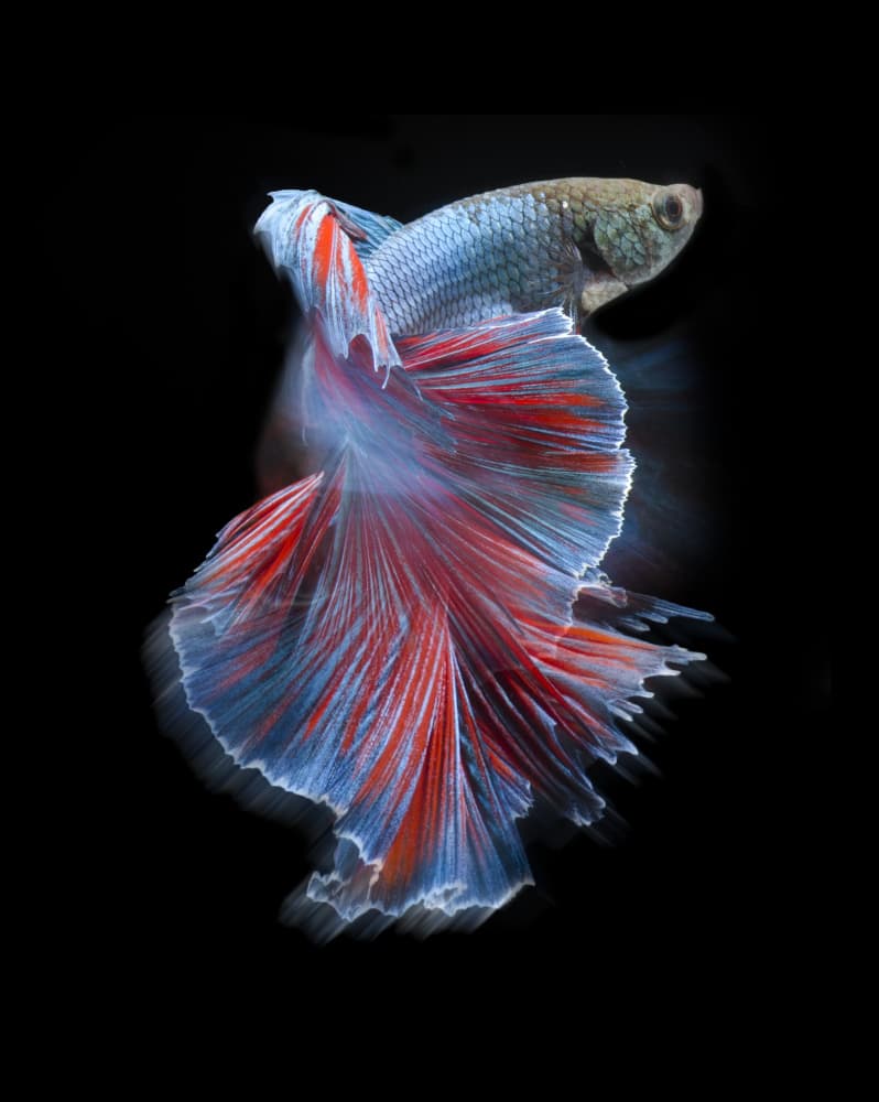 Vibrant Betta Flow by Rawisyah Aditya — canvas wall art