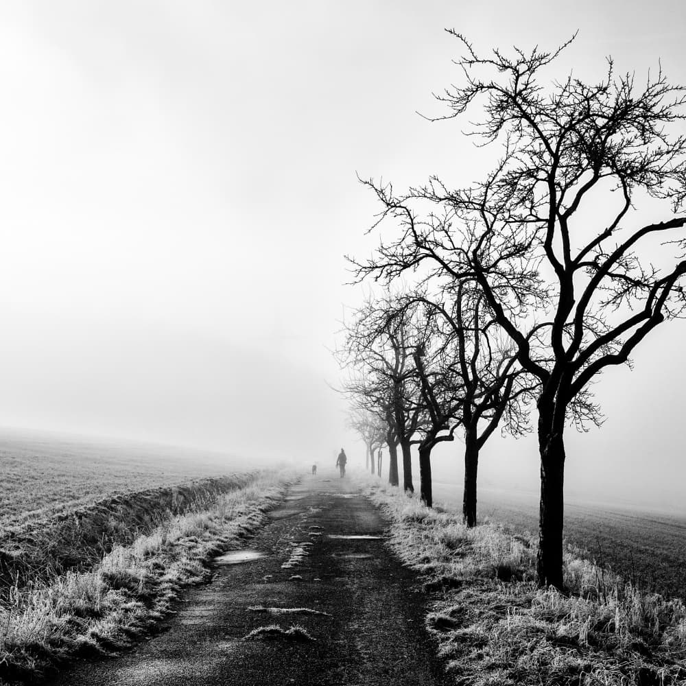 Misty Winter Walk by Robert Kuavi — canvas wall art
