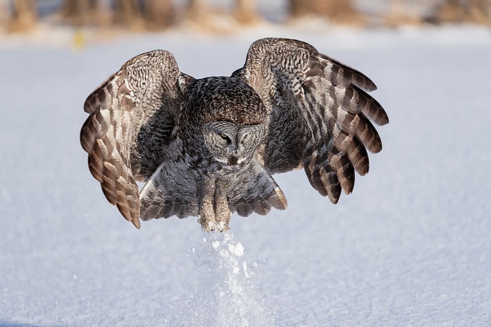 Great Gray Owl Dive by Jun Zuo — canvas wall art
