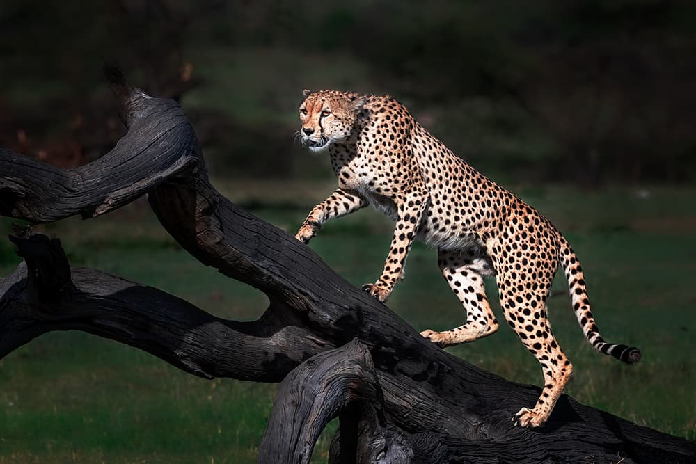 Graceful Cheetah On Log by Annie Poreider — canvas wall art