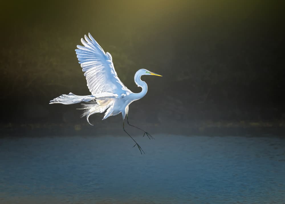 Graceful Egret Landing by Jennifer Chen APA — canvas wall art