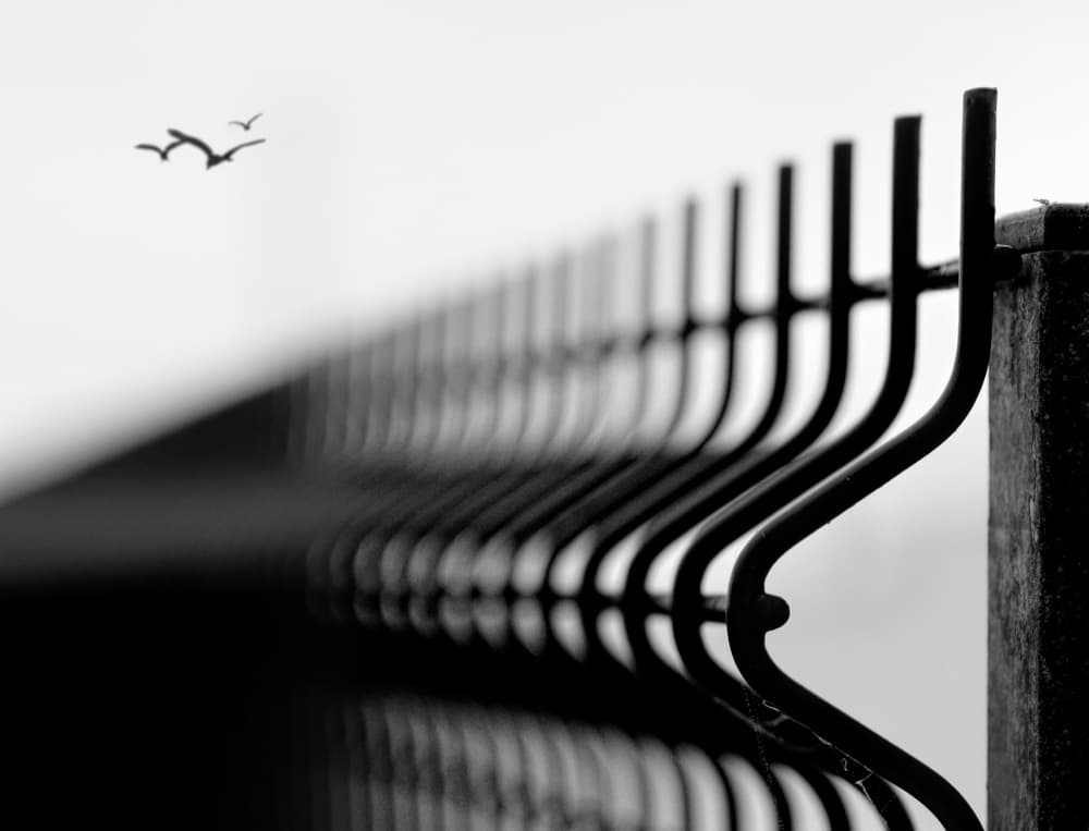 Monochrome Flight by Paulo Medeiros — canvas wall art