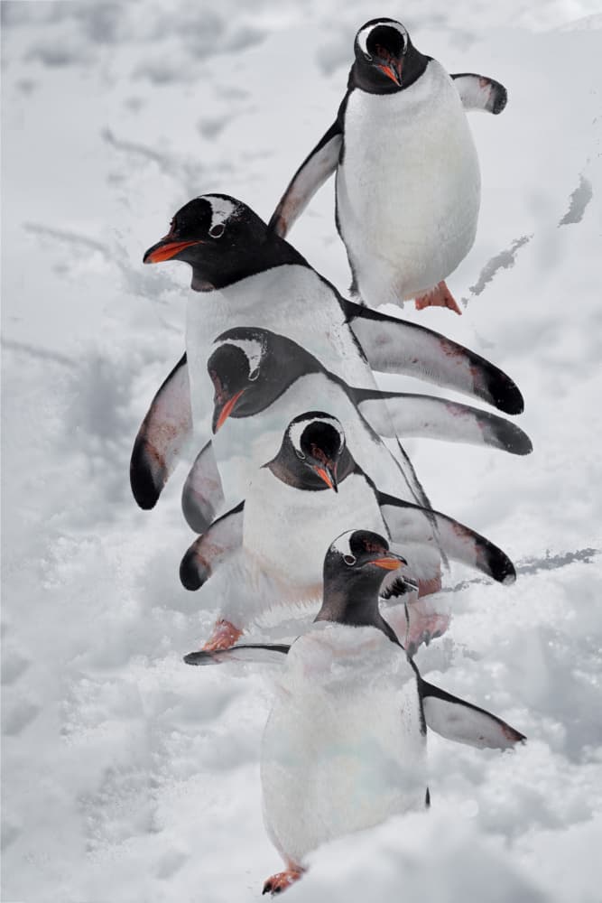 Penguins in Snow by Chuanxu Ren — canvas wall art