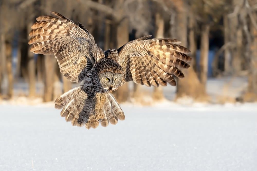 Silent Winter Flight by Jun Zuo — canvas wall art