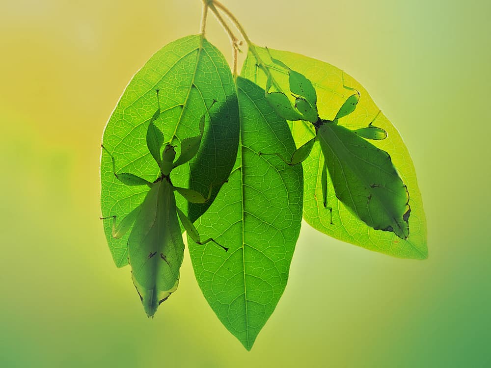 Living Leaf Insects by Jimmy Hoffman — canvas wall art