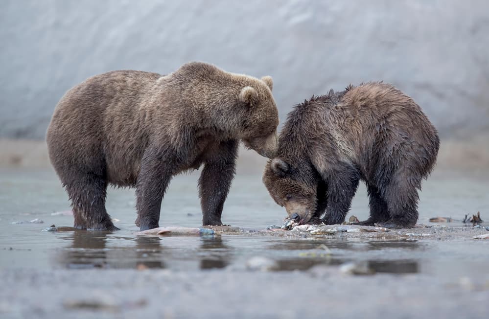 Brown Bears Fishing by Roshkumar — canvas wall art