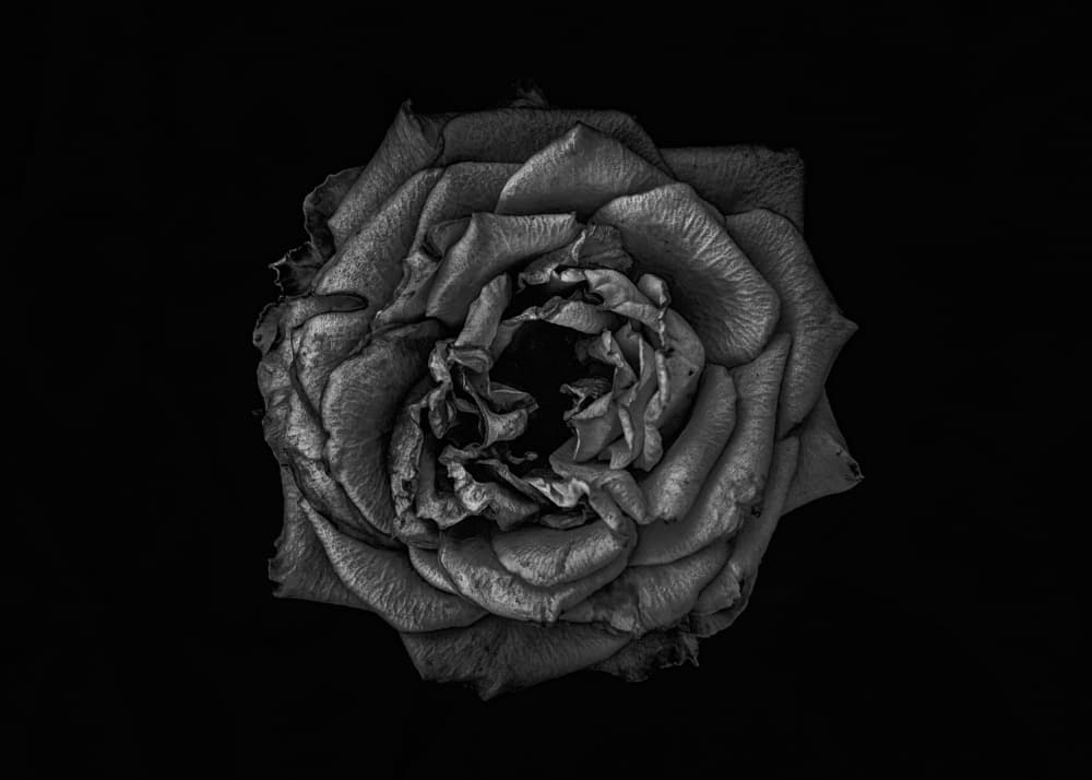 Fading Rose Elegance by The Learning Curve Photography — canvas wall art