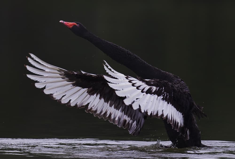 Black Swan Rising by C.S. Tjandra — canvas wall art