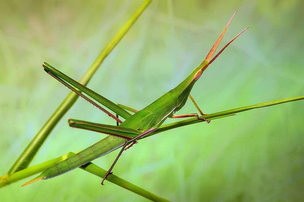 Green Stick Grasshopper by Jimmy Hoffman — canvas wall art