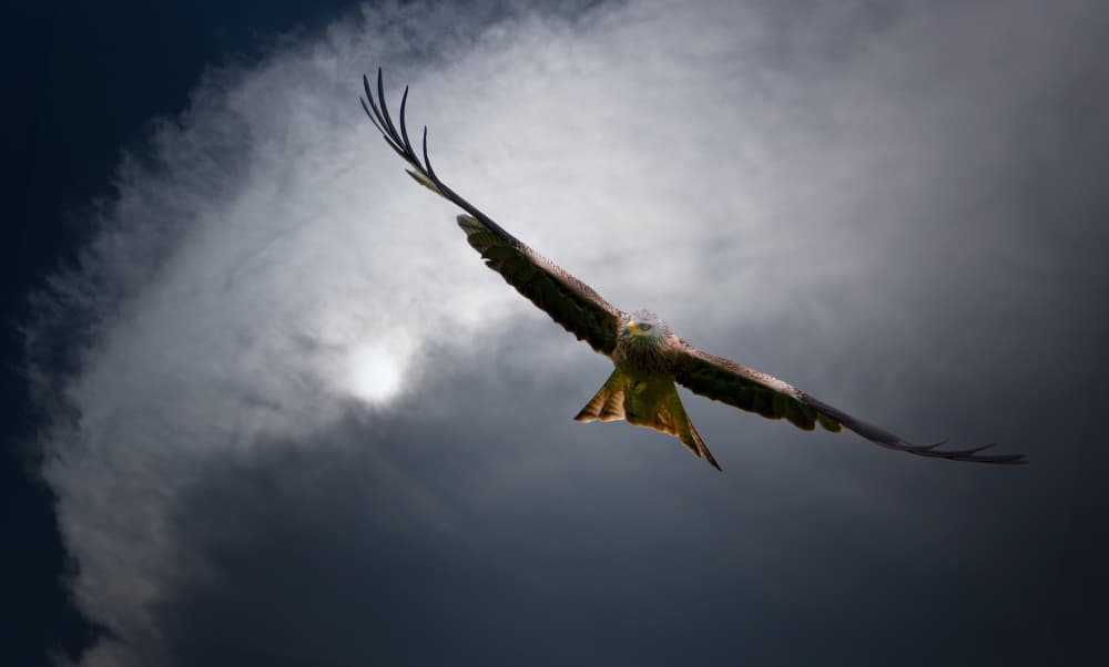 Powerful Bird Stormy Sky by Erik Engström — canvas wall art
