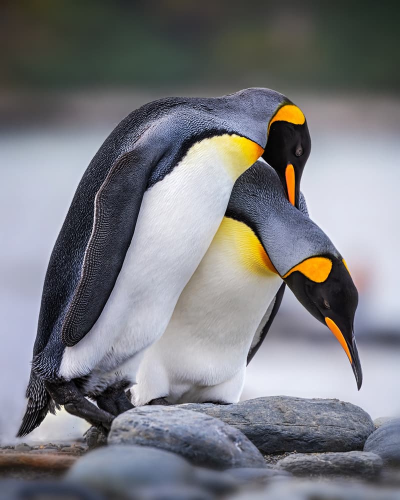 King Penguin Embrace by Annie Poreider — canvas wall art