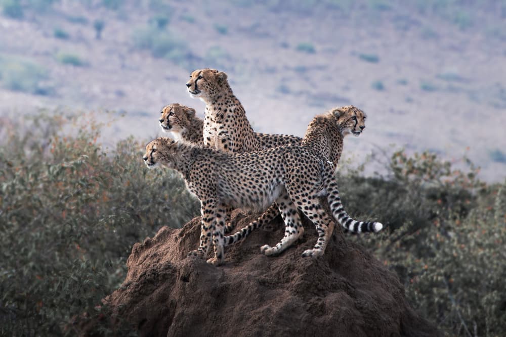 Cheetahs on the Horizon by Yun Gong — canvas wall art