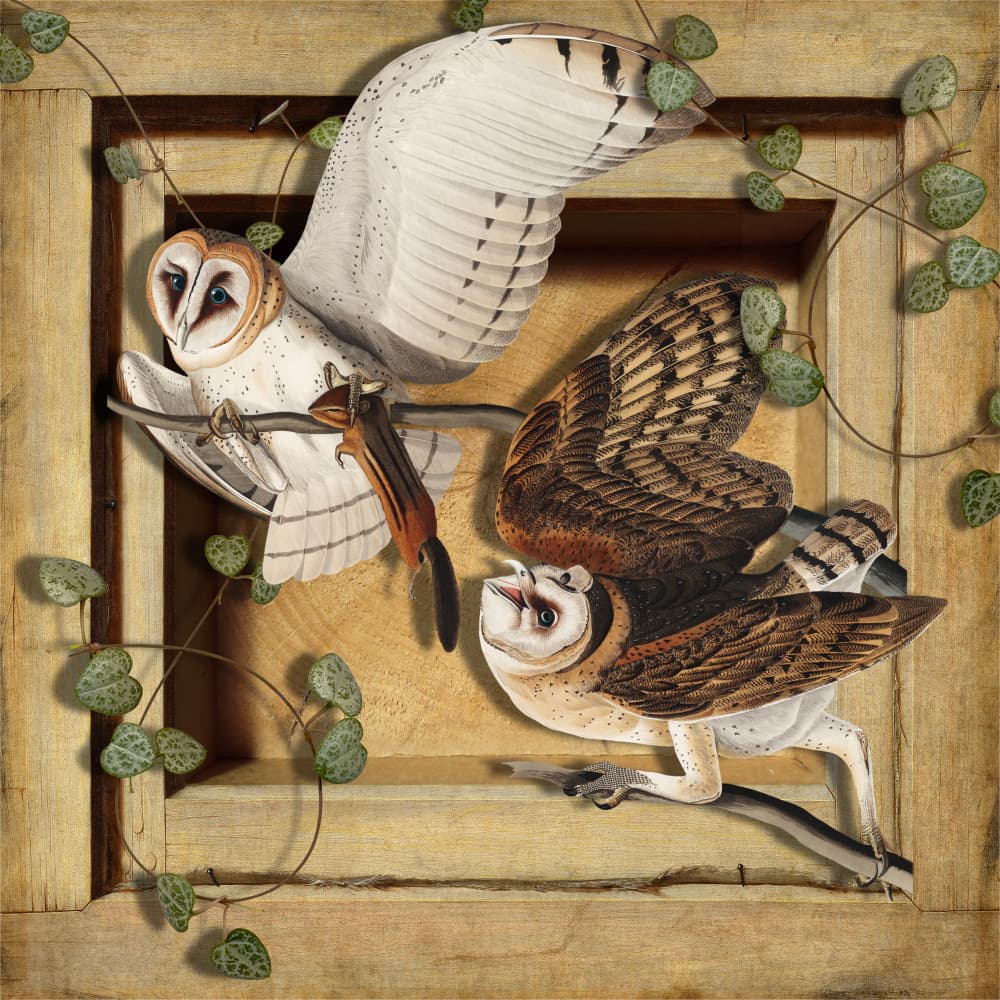 Barn Owls and Chipmunk by Marja van den Hurk — canvas wall art