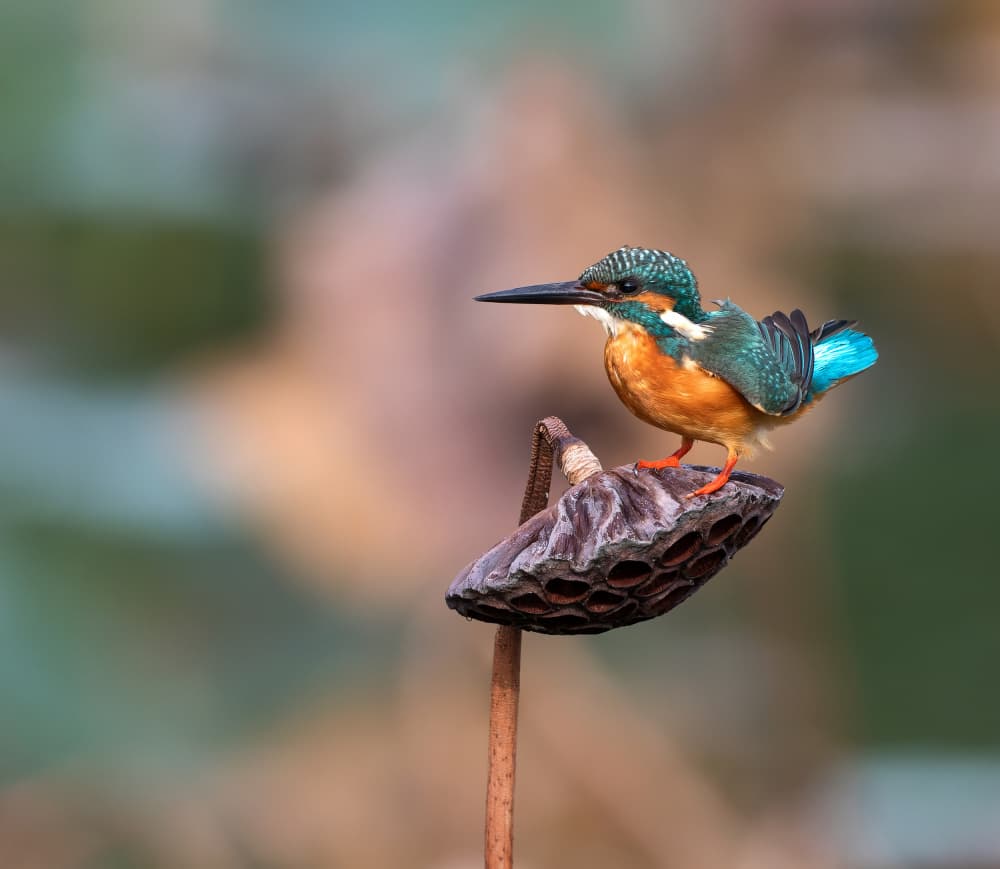 Vibrant Kingfisher On Lotus by Eugene Zhu — canvas wall art