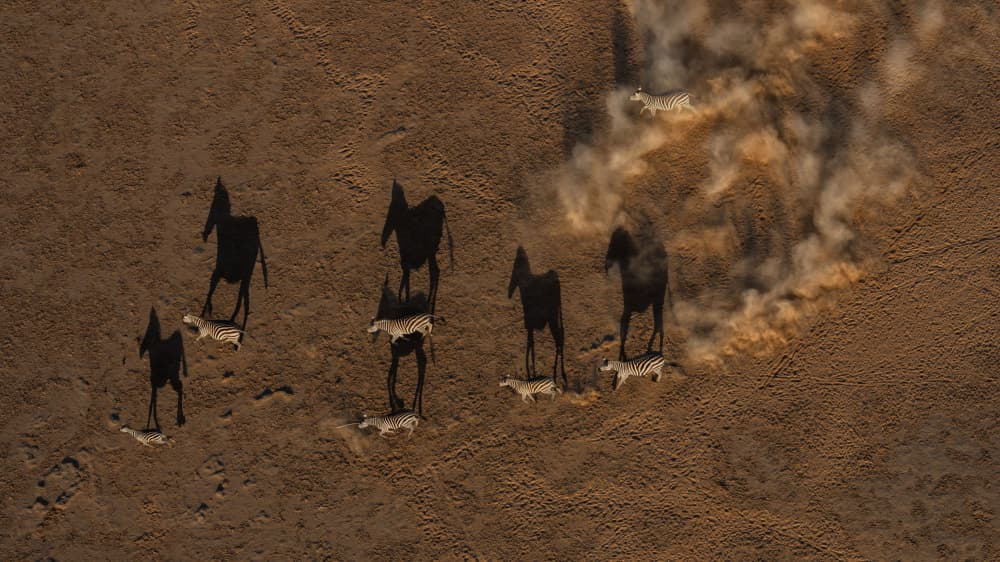 Running Zebras by MIN LI — canvas wall art