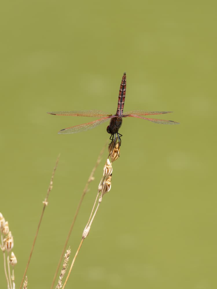 Red Dragonfly by engin akyurt — canvas wall art