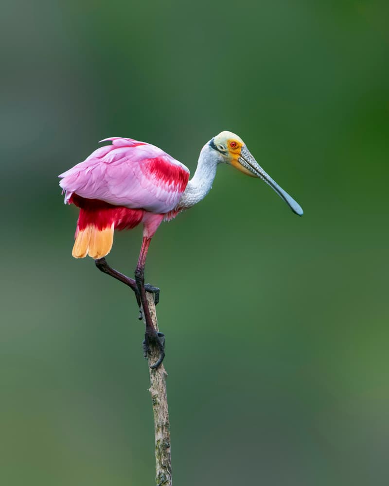 Vibrant Roseate Spoonbill by Rob Li — canvas wall art