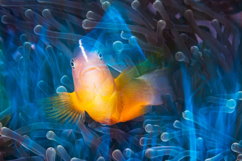 Clownfish Blue Anemone by Barathieu Gabriel — canvas wall art