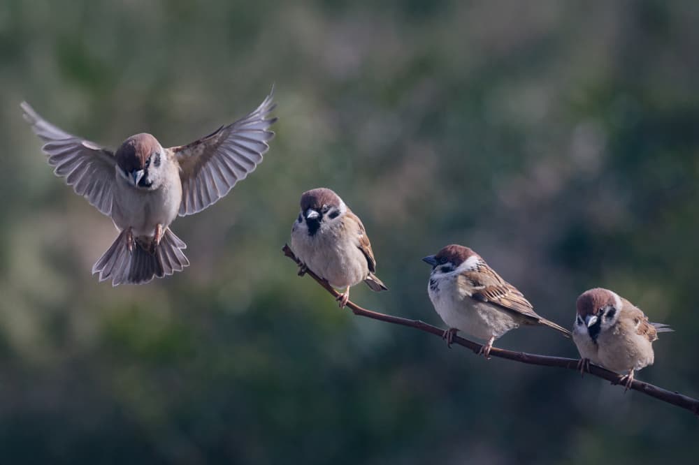 Lively Sparrows On Branch by Takiko Hirai — canvas wall art