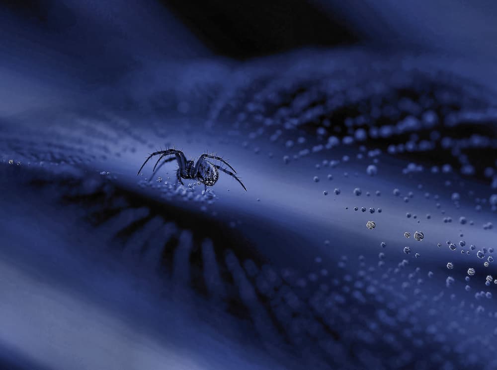 Spider on Dewy Web by Thierry Dufour — canvas wall art