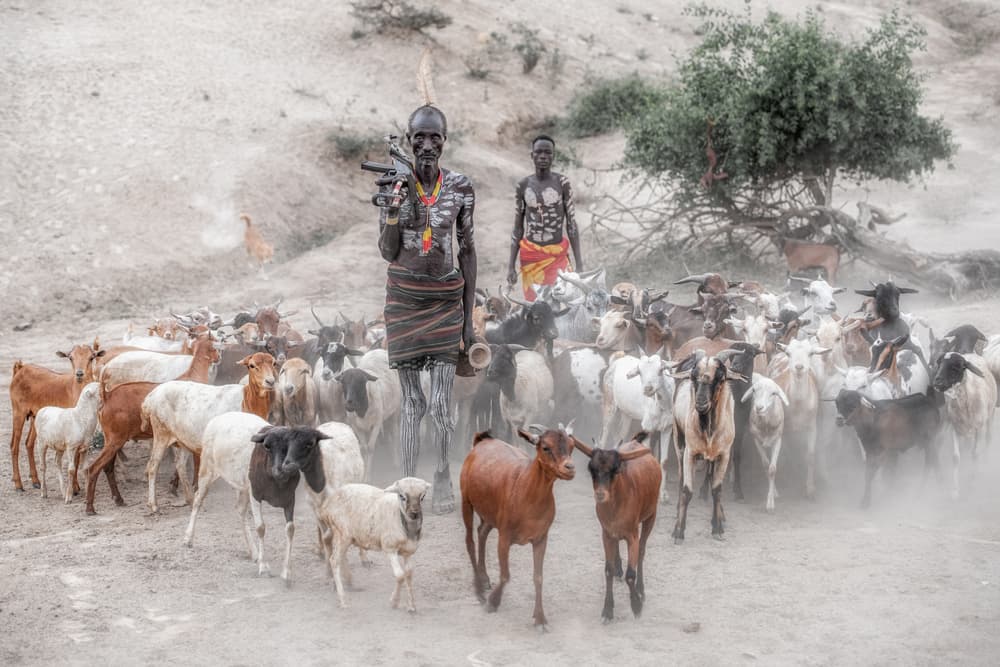 Desert Tribe Herding Goats by Trevor Cole — canvas wall art