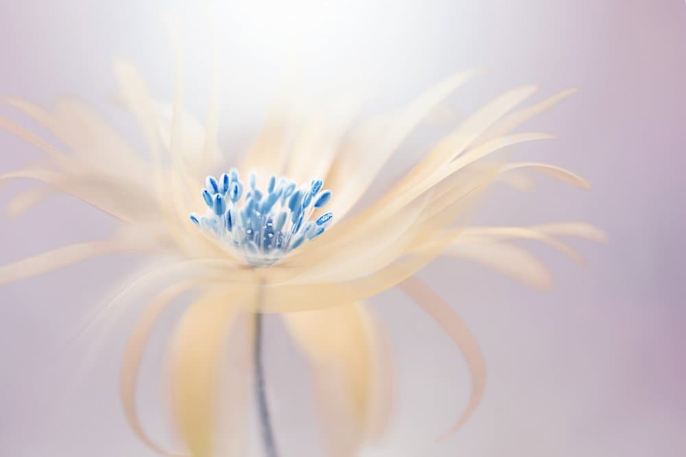Ethereal Blue Bloom by Jacky Parker — canvas wall art