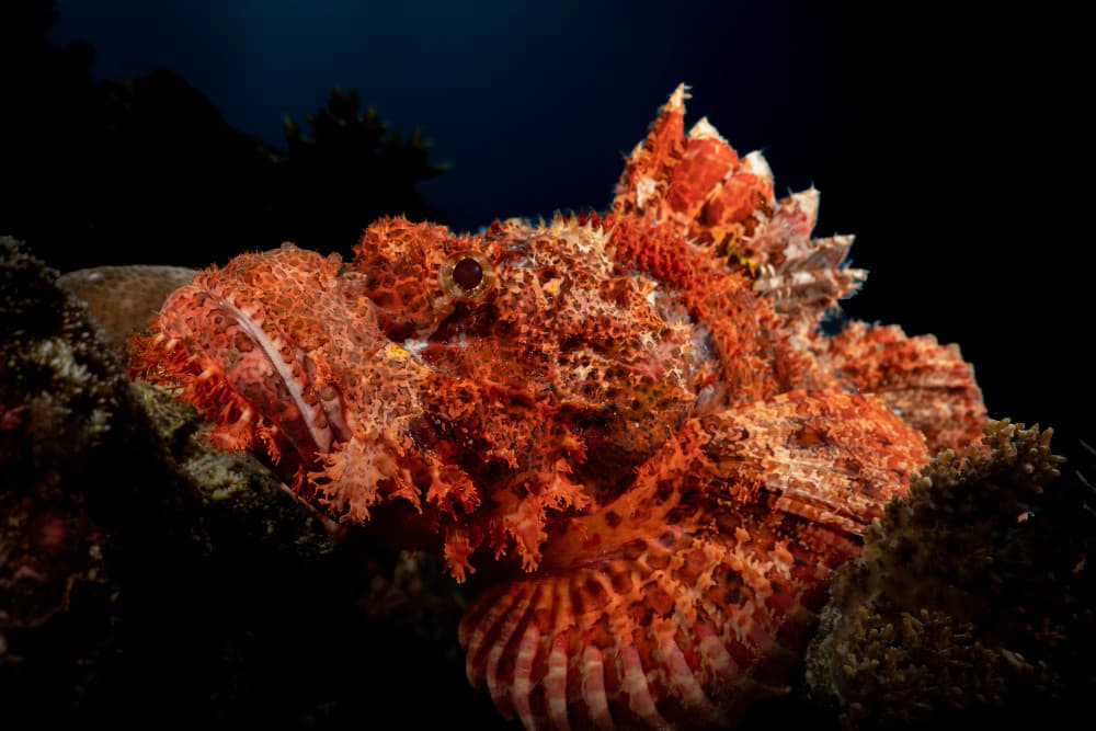 Striking Red Scorpionfish by Serge Melesan — canvas wall art