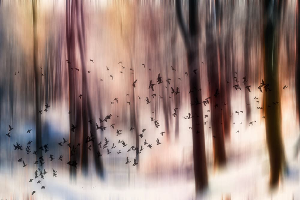 Winter Forest Birds by Hilda van der Lee — canvas wall art