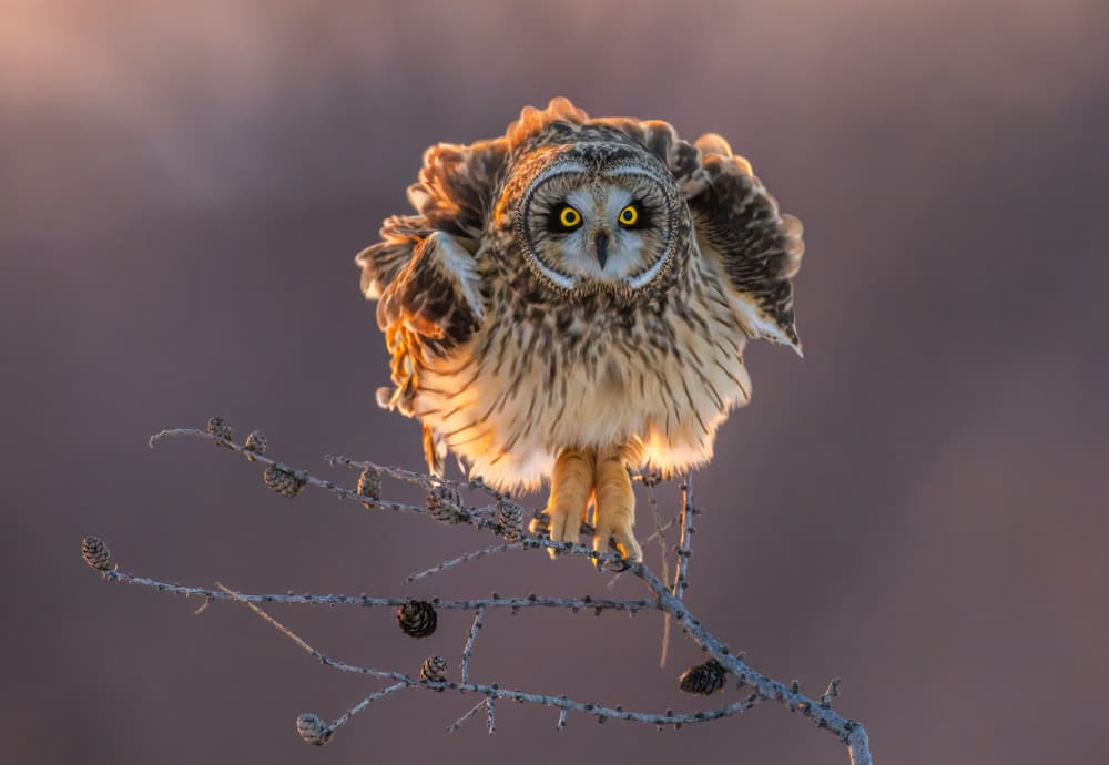 Golden Hour Owl by Donald Luo — canvas wall art