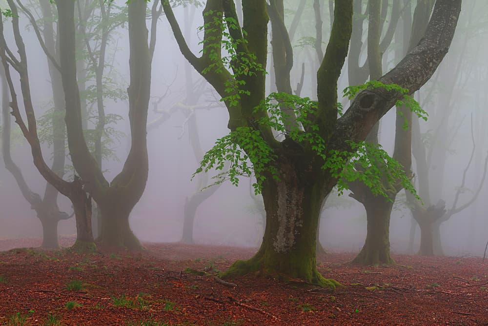 Misty Green Forest by Pedro Uranga — canvas wall art