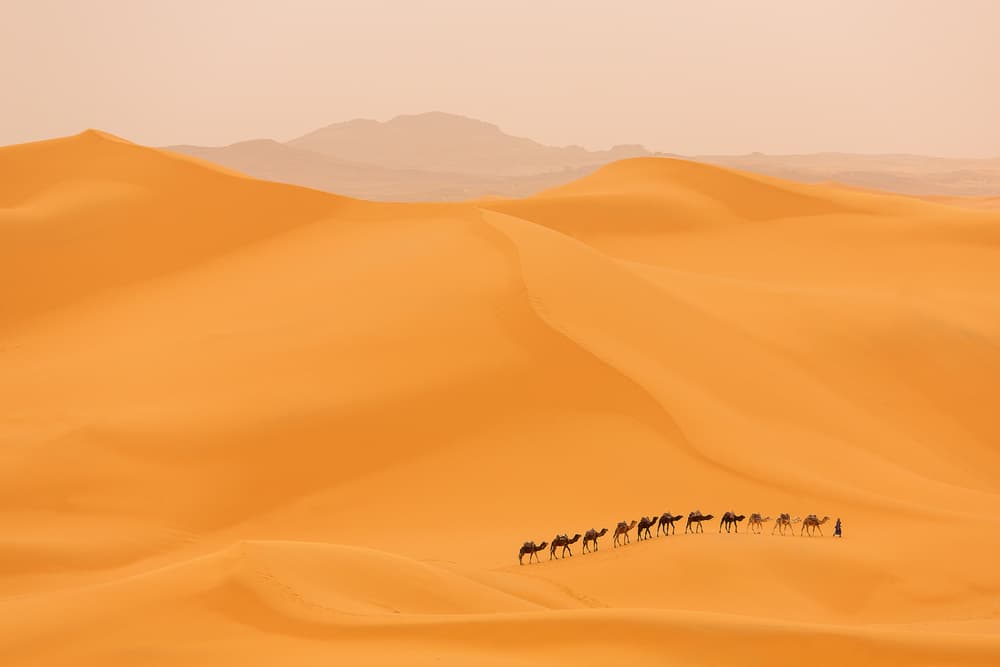 Golden Desert Caravan by Dan Mirica — canvas wall art