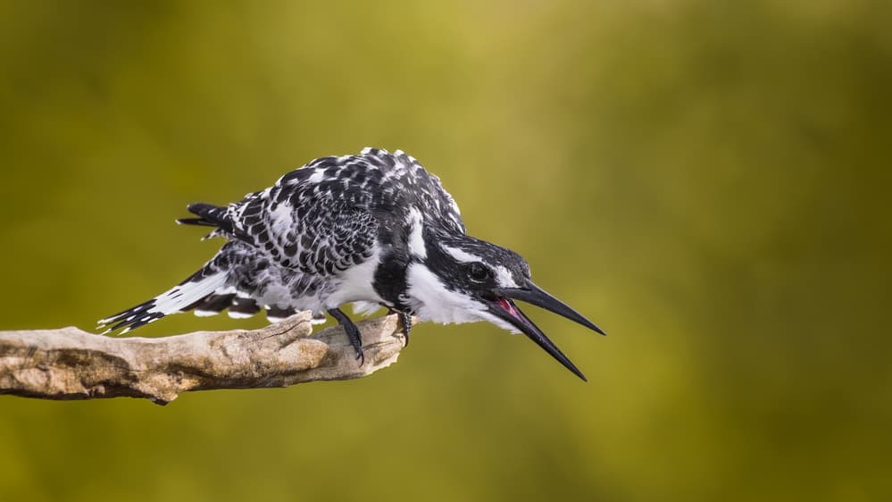 Alert Kingfisher Perched by Faisal ALnomas — canvas wall art