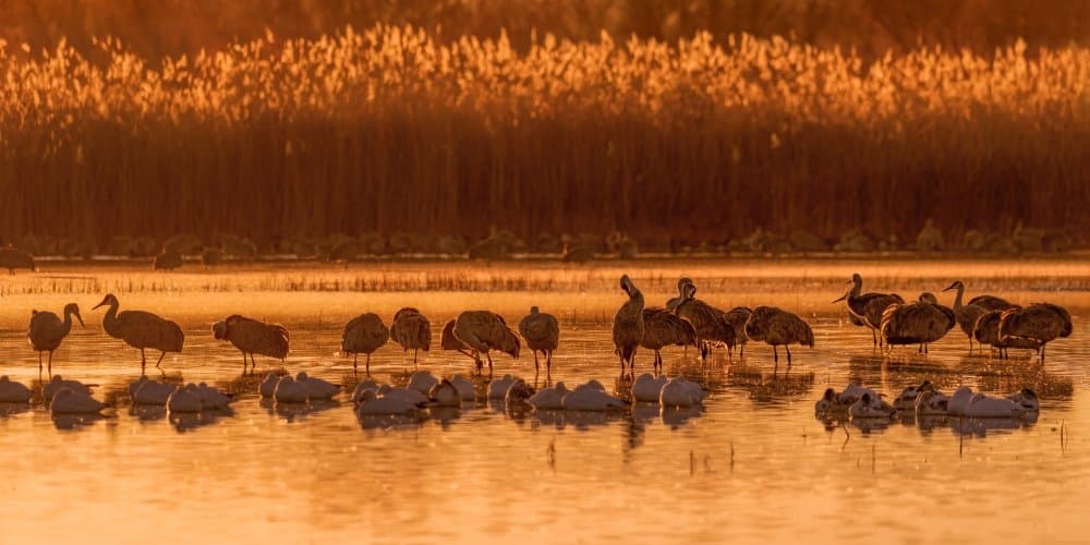 Golden Hour Marsh Birds by Hanping Xiao — canvas wall art