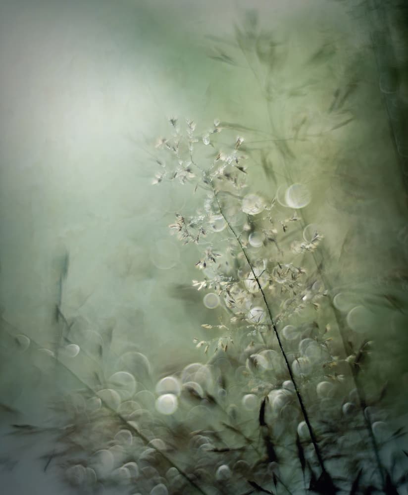 Grasses by Nel Talen — canvas wall art