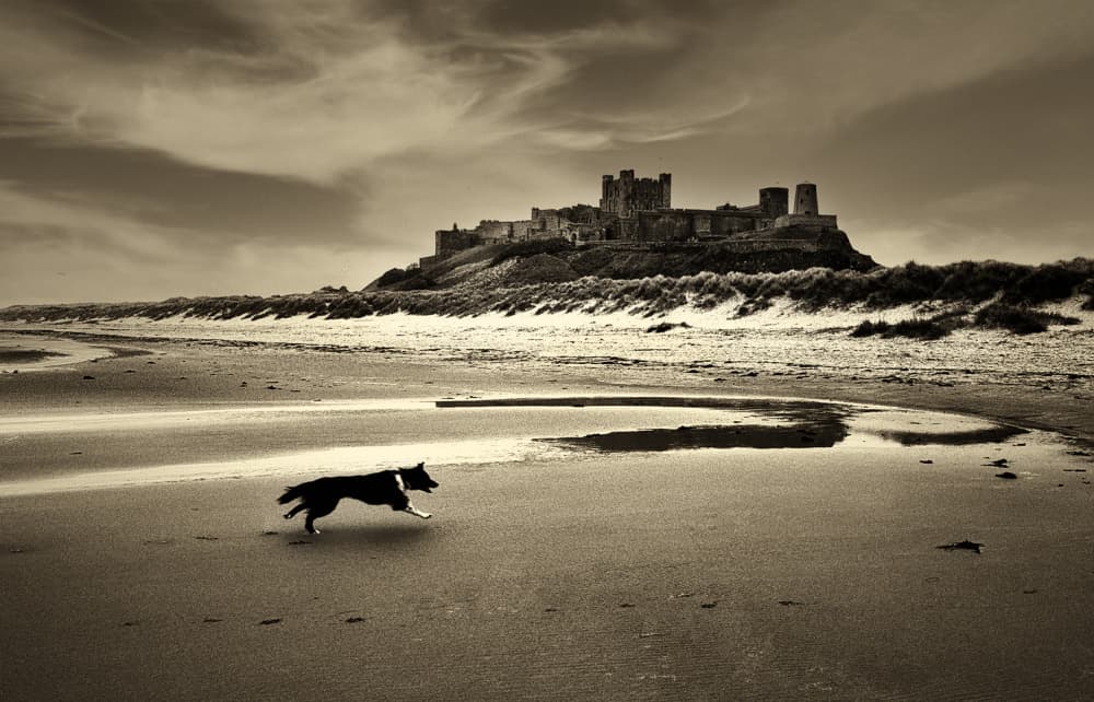 Running Dog Castle Beach by Erik Engström — canvas wall art