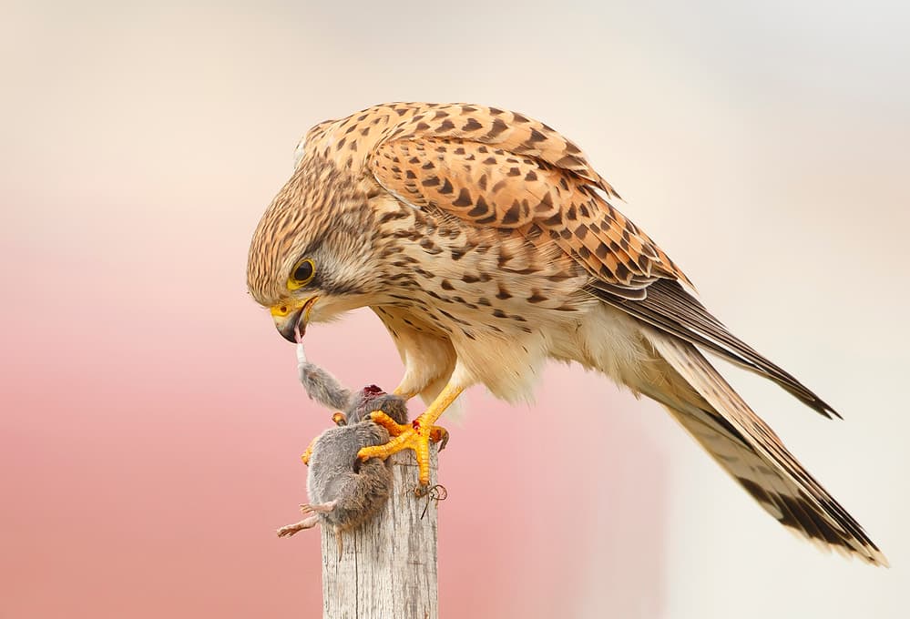 Kestrel Eating Mouse by Shlomo Waldmann — canvas wall art