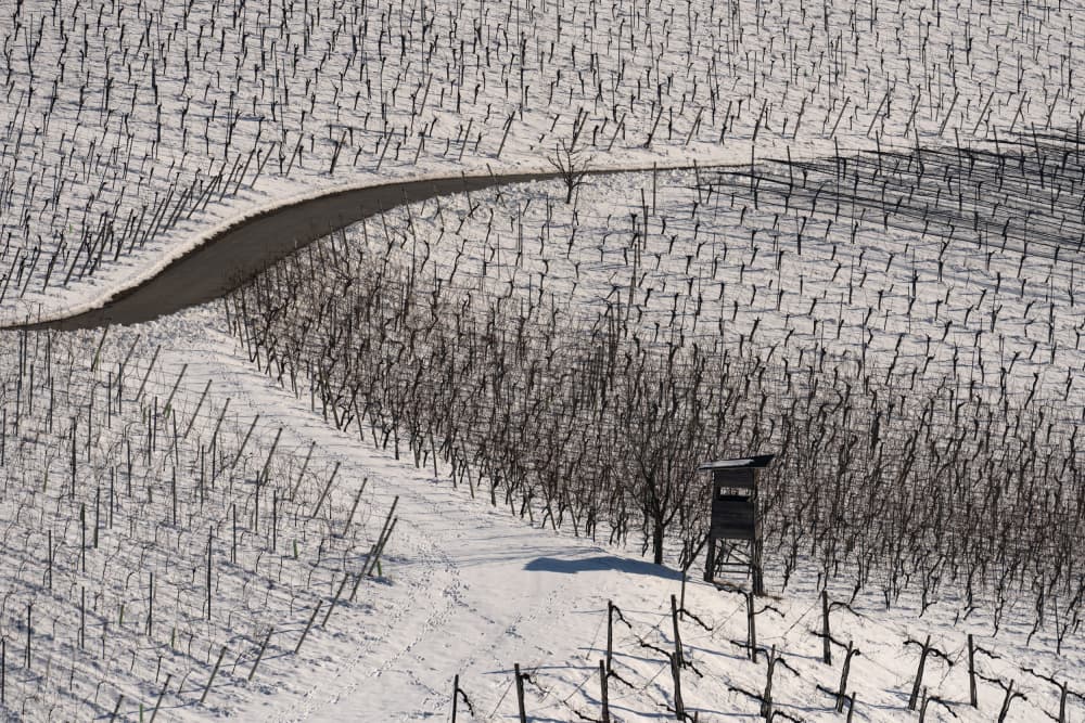 Snowy Vineyard Path by Jure Kravanja — canvas wall art