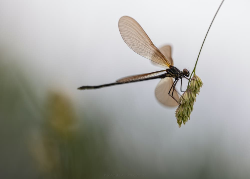 Delicate Dragonfly Perched by Sergio Barboni — canvas wall art