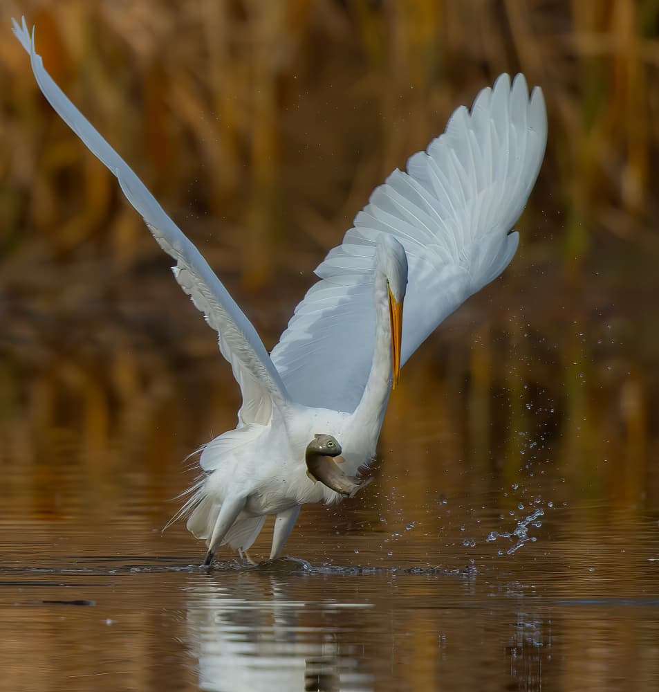 Elegant Egret Fishing by Judy Tseng — canvas wall art