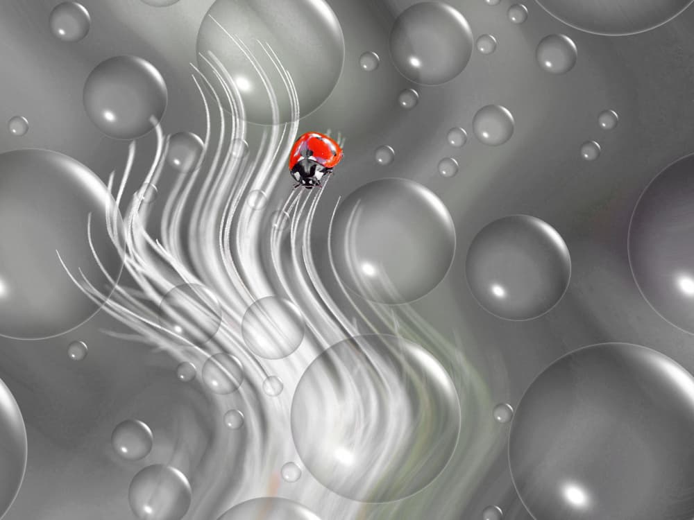Ladybug Amidst Bubbles by Thierry Dufour — canvas wall art