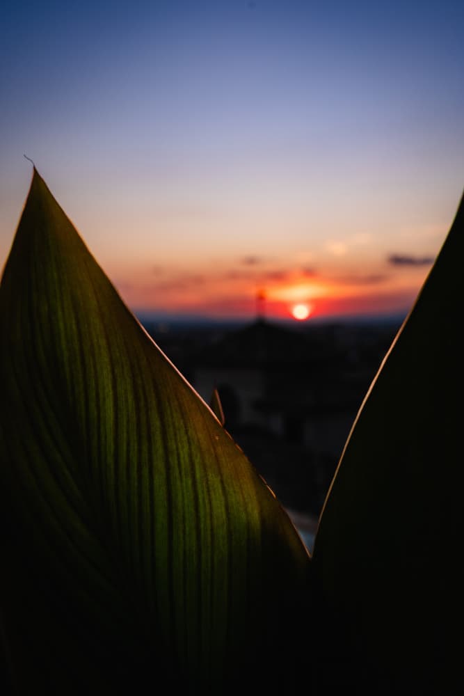 Sunset Through Leaves by Aimee Giles — canvas wall art