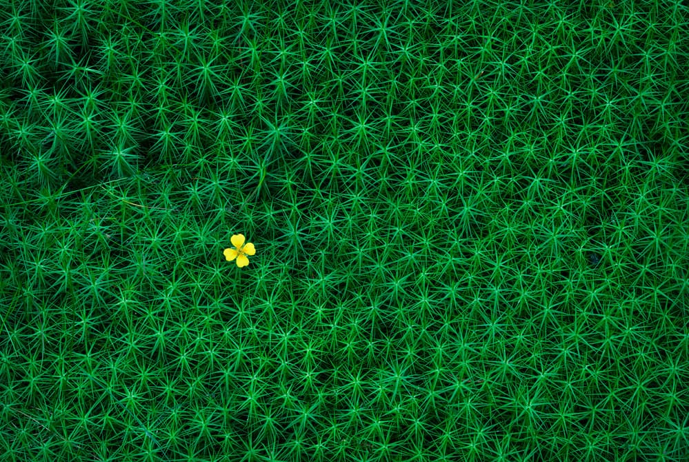 Lush Moss Bloom by Christian Lindsten — canvas wall art