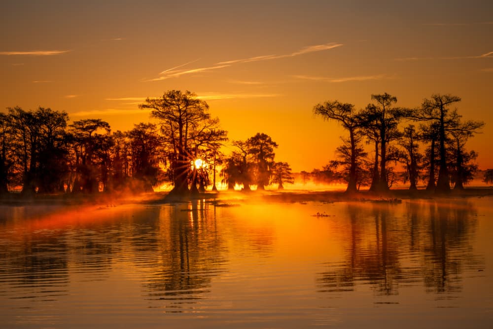 Golden Cypress Sunrise by Joanna W — canvas wall art