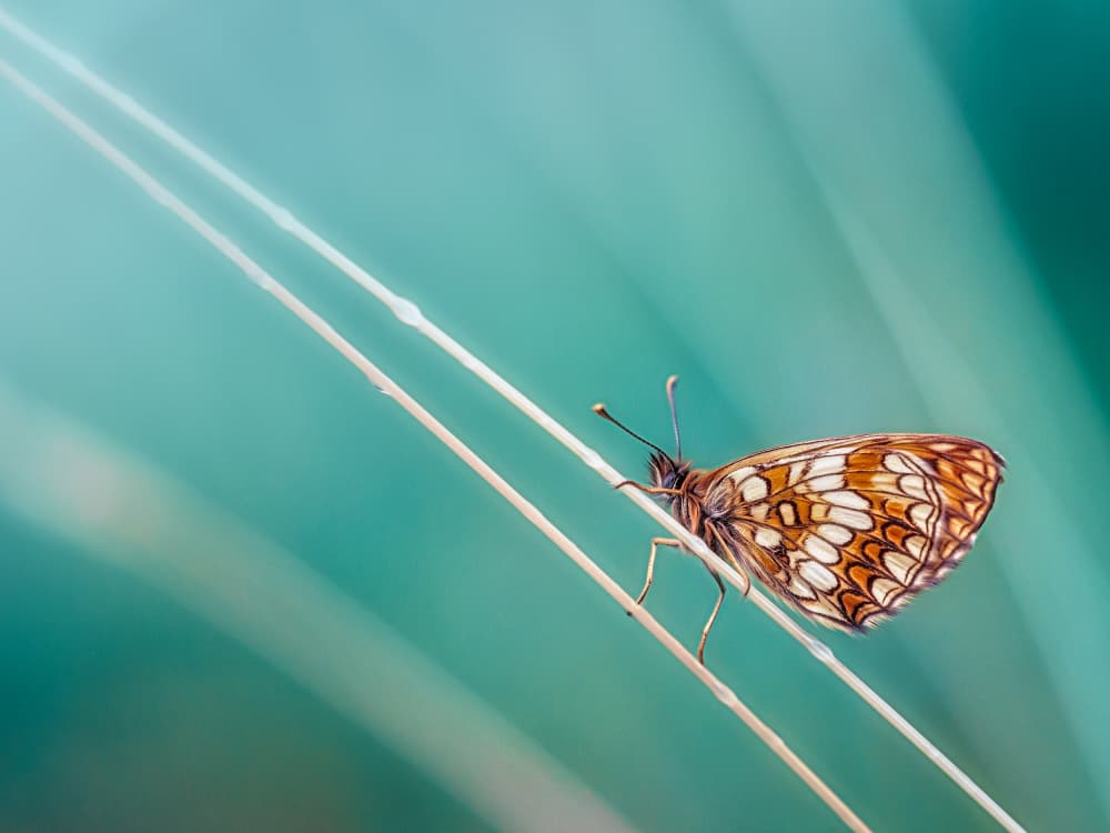 Graceful Butterfly Perched by Cristiano Giani — canvas wall art