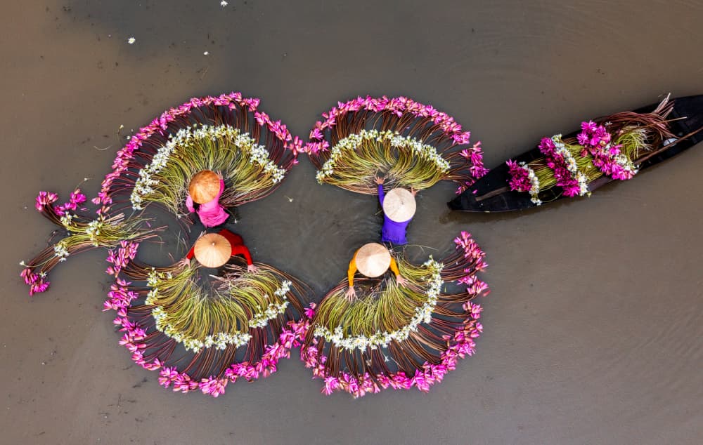 Floating Lotus Harvest by Tran Van Truong — canvas wall art
