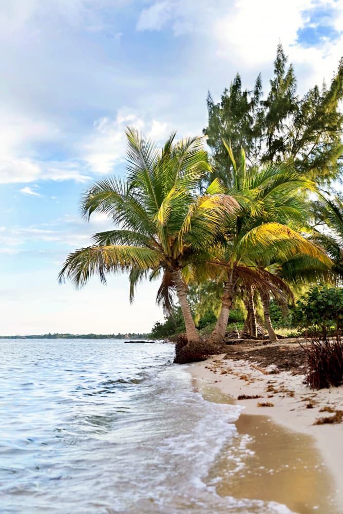 Tropical Beach Palms by Amanda Abel — canvas wall art