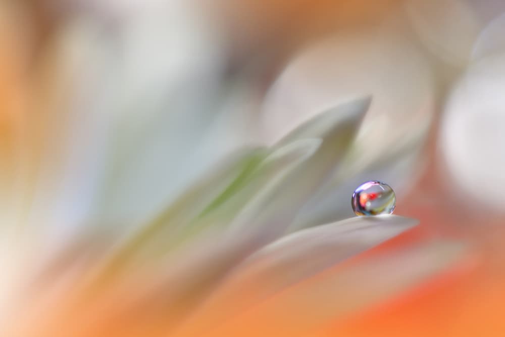 Delicate Water Drop by Juliana Nan — canvas wall art