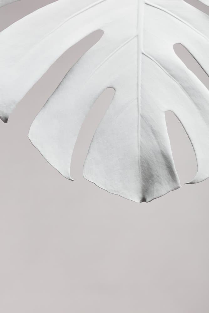 White Monstera Leaf by Pictufy Studio III — canvas wall art